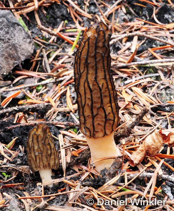 Fire Morels 2013 Mushroaming Daniel Winkler's pages Dedicated to